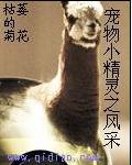 宠物小精灵之风采
